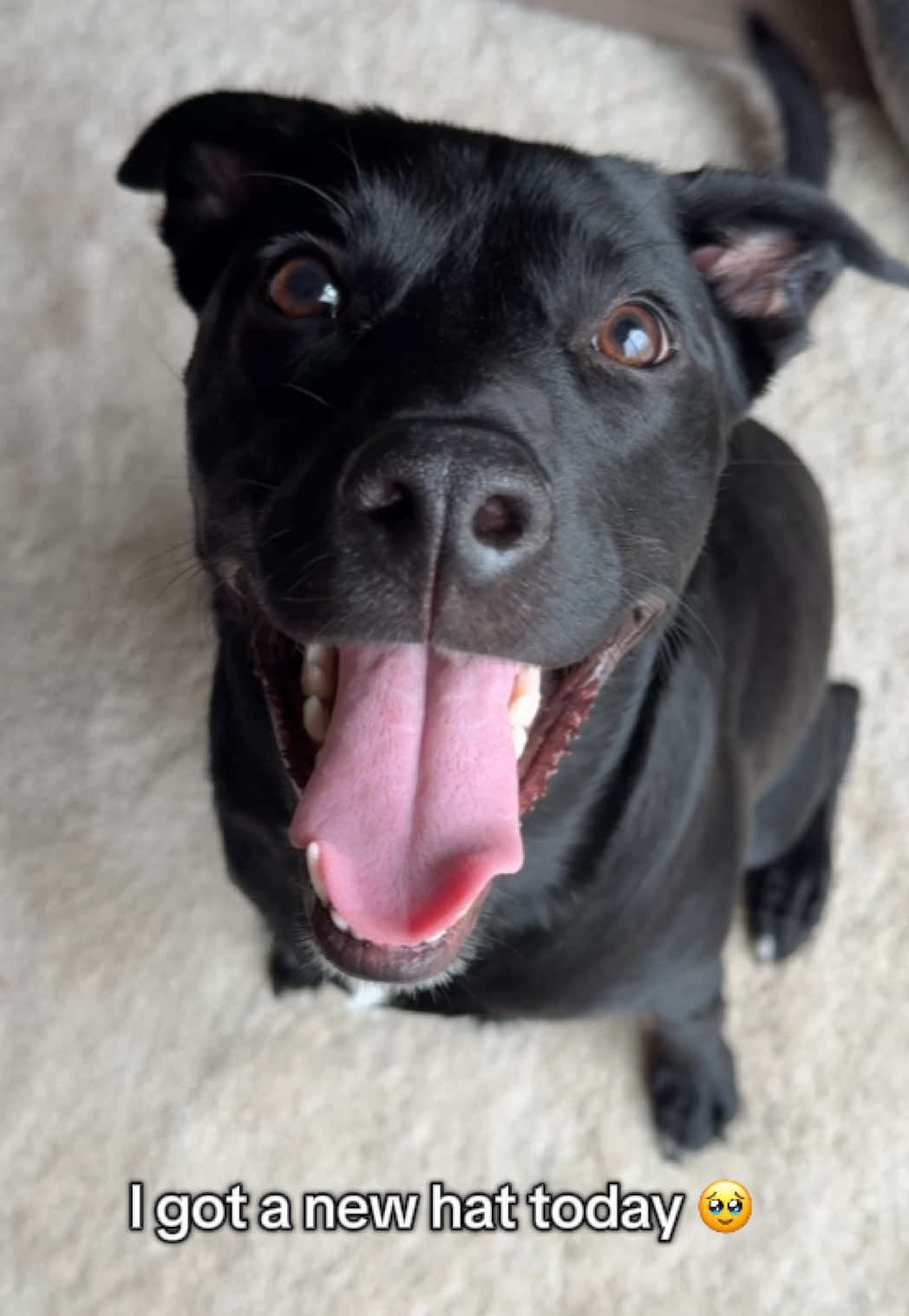TikTok post by @the.nikosaurus.rex for Pawaboo. Caption reads: Please tell Niko you like it 🥹❤️🐾....