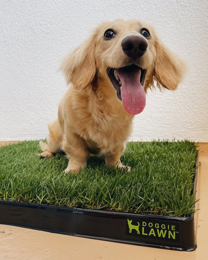 Instagram post by @cooperlongdog for Doggielawn. Caption reads: [...] have fresh grass to pee on. but this....