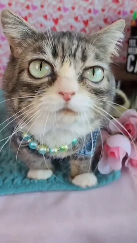 Instagram post by an influencer for PrettyLitter. Caption reads: I’ve been using PrettyLitter all year and I still....