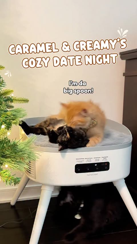 Instagram post by @wasabi.sushi.matcha for Homerunpet. Caption reads: Is this true love ❤️🥹?? 

Caramel was the last....