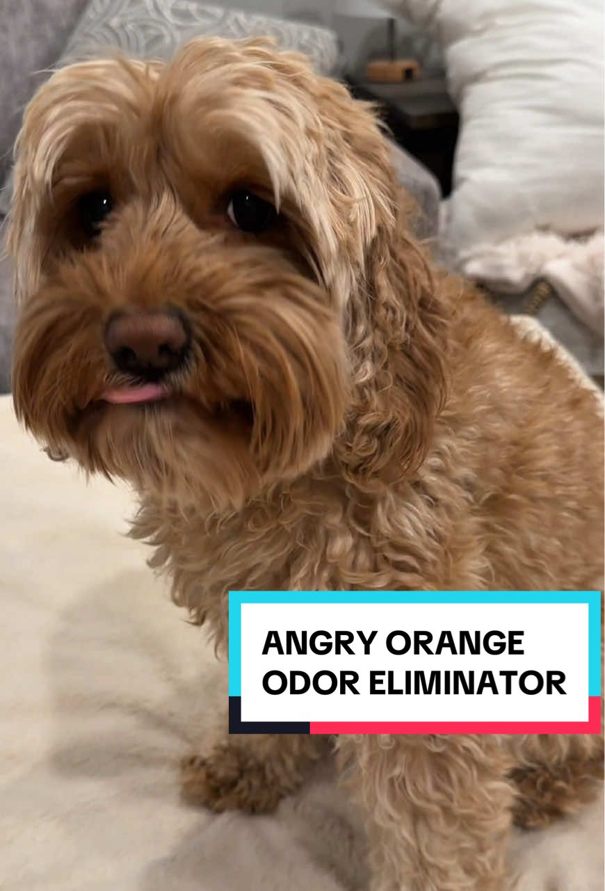 TikTok post by @jo.secrets8 for Angry Orange. Caption reads: [...] just anything on your furniture 🐶 Angry....