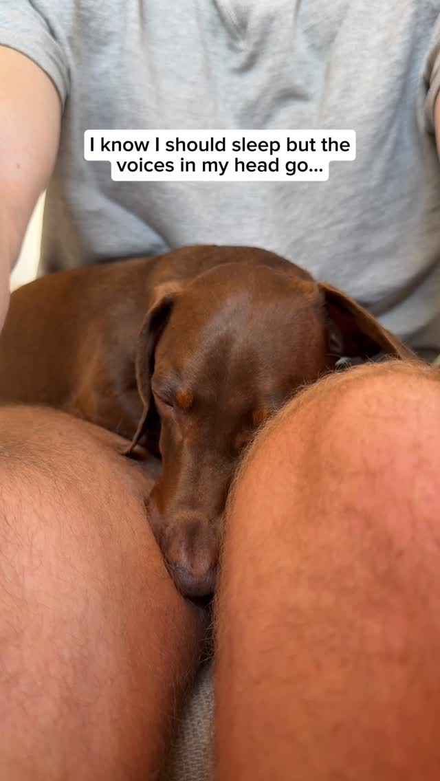 Instagram post by @darcy_the_dach for Cheerble. Caption reads: [...] — keeps him super busy. @Cheerble 💘....