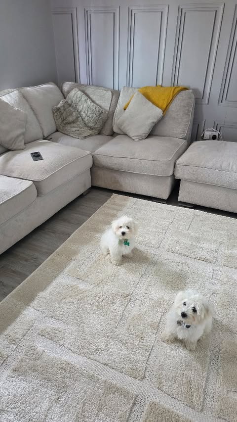 Instagram post by @rebeccaedwardsxx for Trendcarpet. Caption reads: Ad Home is where the cozy rug is. Trendcarpet has....