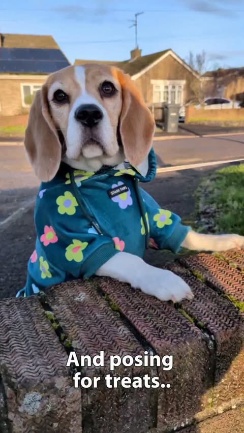 Instagram post by @miss_bloss_the_beagle_boss for Spark Paws. Caption reads: [...] pas here, just strutting my stuff in Spark....