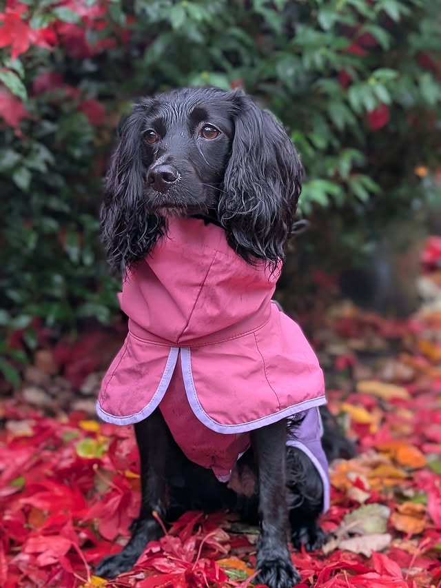 Instagram post by @hugsydaisy for Spark Paws. Caption reads: [...] Raincoat from @sparkpawsofficial 🏷️HUGSY15....