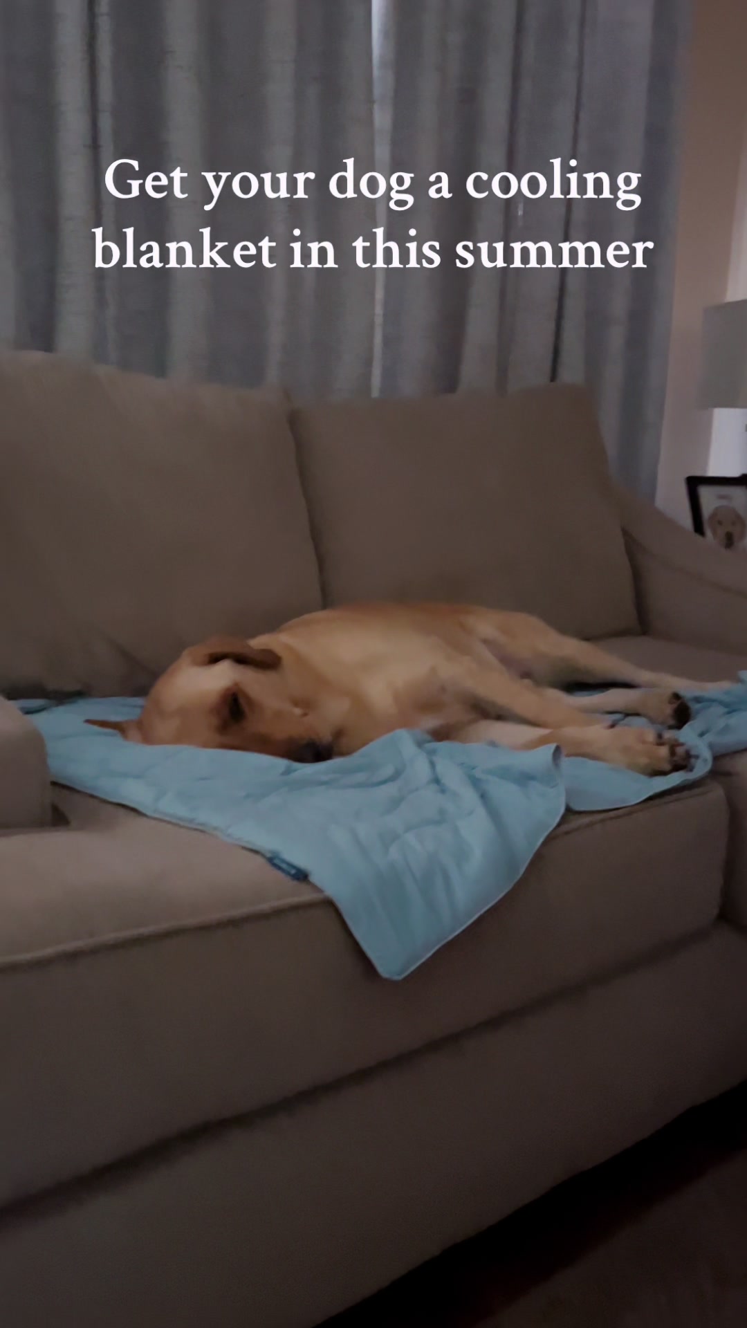 TikTok post by @charliethelabrador23 for Bedsure Home. Caption reads: This Bedsure cooling blanket going to keep your....