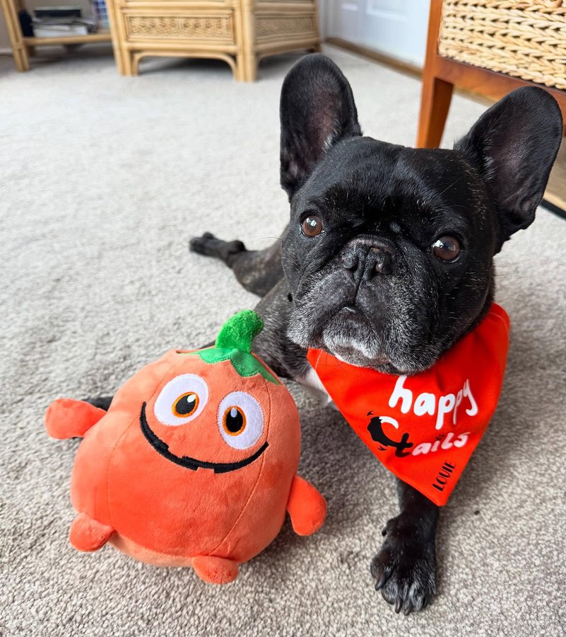 Instagram post by @louie_toes_frenchie for Happy Tails Hampers. Caption reads: [...] pumpkin 🎃 plush toy friend from....