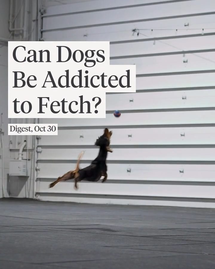 Instagram post by @hopstheboston for The Farmer's Dog. Caption reads: If you've ever thought "My dog is addicted to....