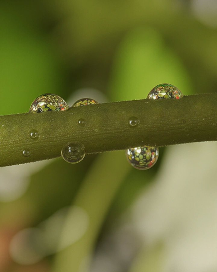 Instagram post by @mobilephotographysweden for Apexel. Caption reads: [...] water droplets in nature with an apexel....