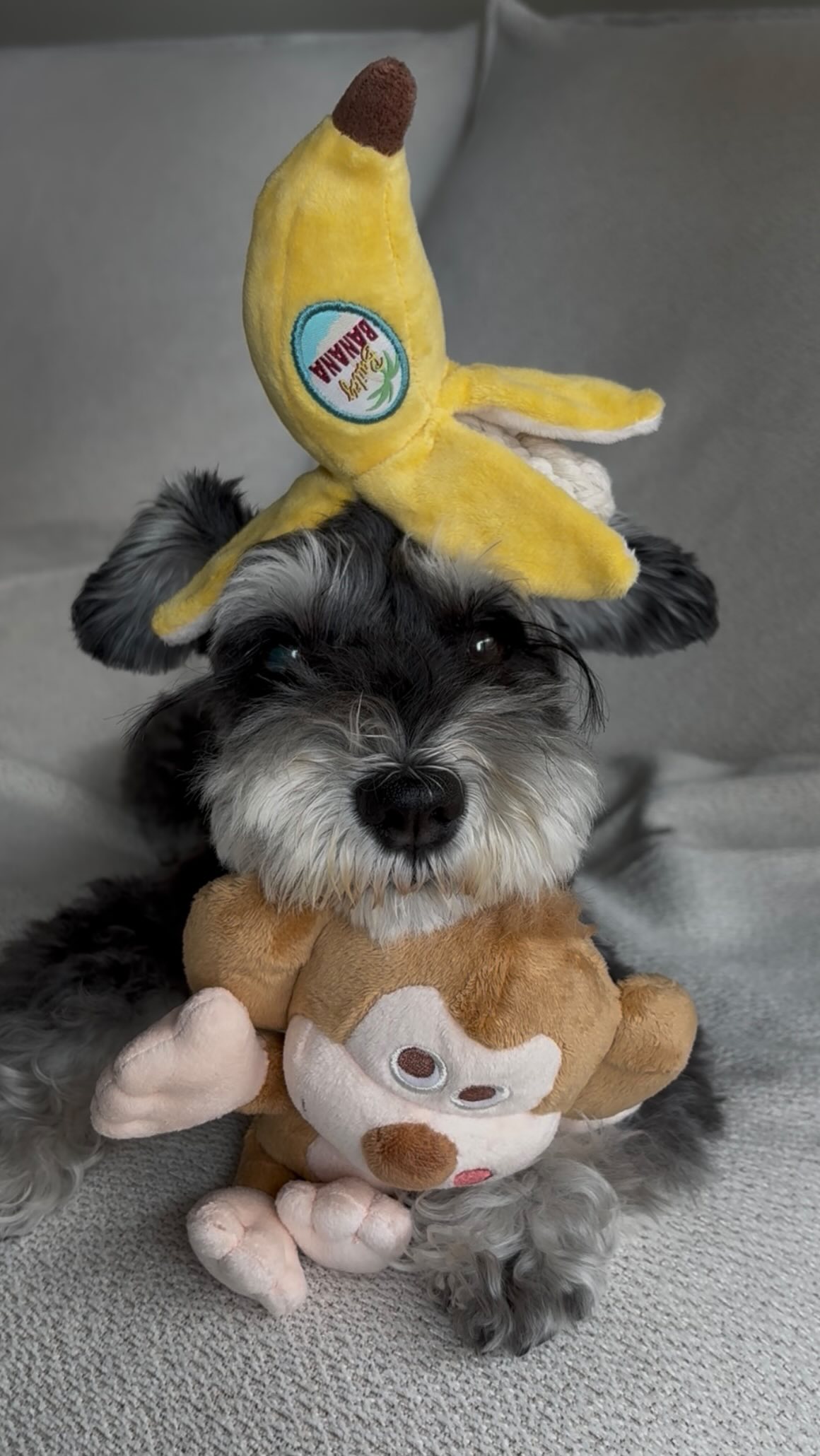 Instagram post by @schnauzer.luluchannel for Doggy Box. Caption reads: Doggy box 8月号

Banana....