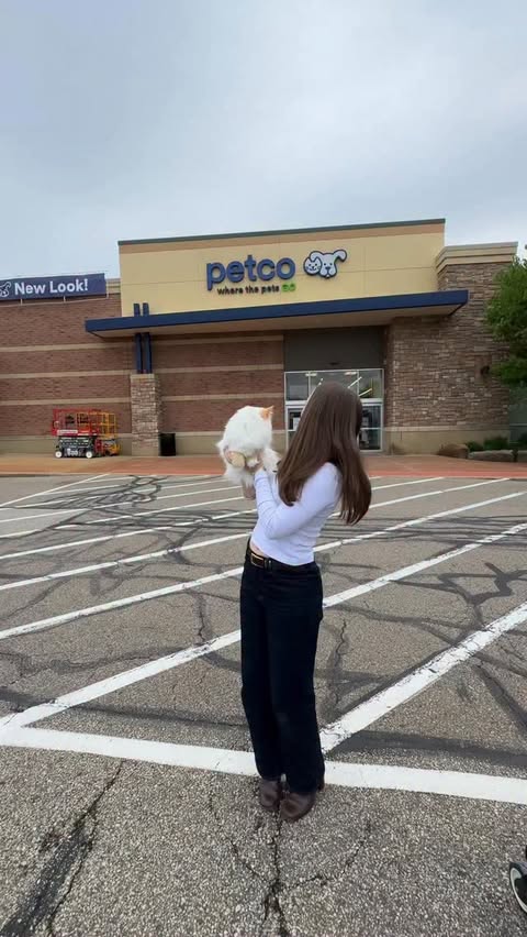 Instagram post by @sophincle for Petco. Caption reads: [...] deserve to be treated special 🐱💙 @petco....