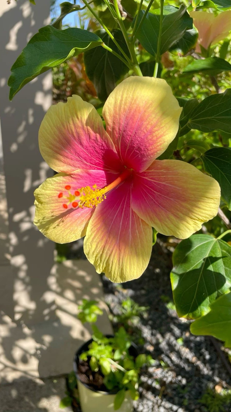 Instagram post by @kirstyandmadi for City Beach. Caption reads: The best spring essentials @citybeachaustralia !....