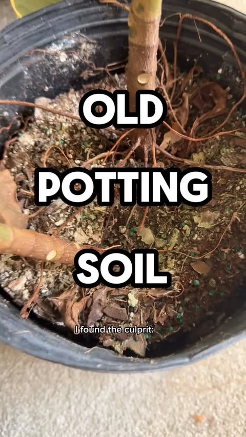 Instagram post by @botanicallyinsane for Miracle-Gro. Caption reads: [...] last week using some goodies that....