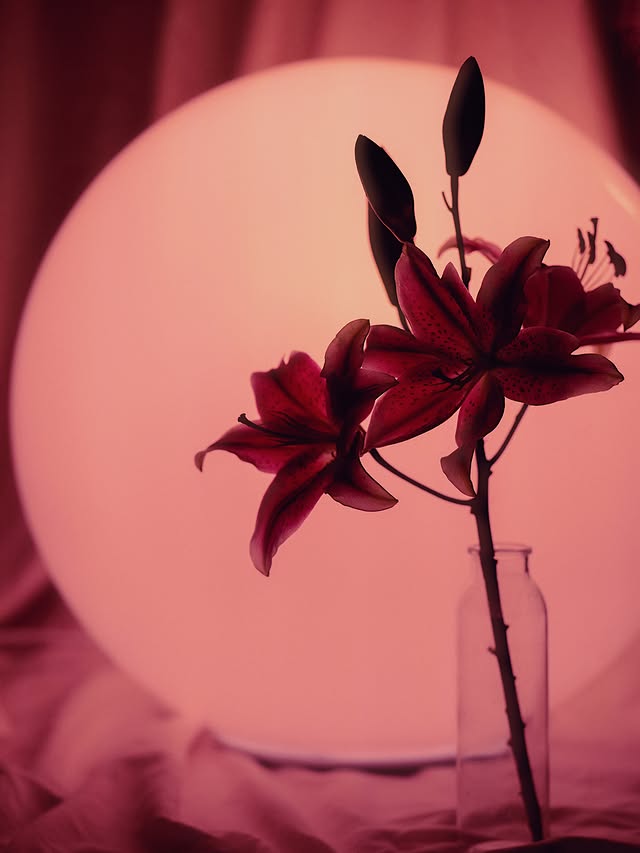 Instagram post by @brandonwoelfel for Lexar. Caption reads: Floral Study with @Lexarmemory 💐 I shot these....