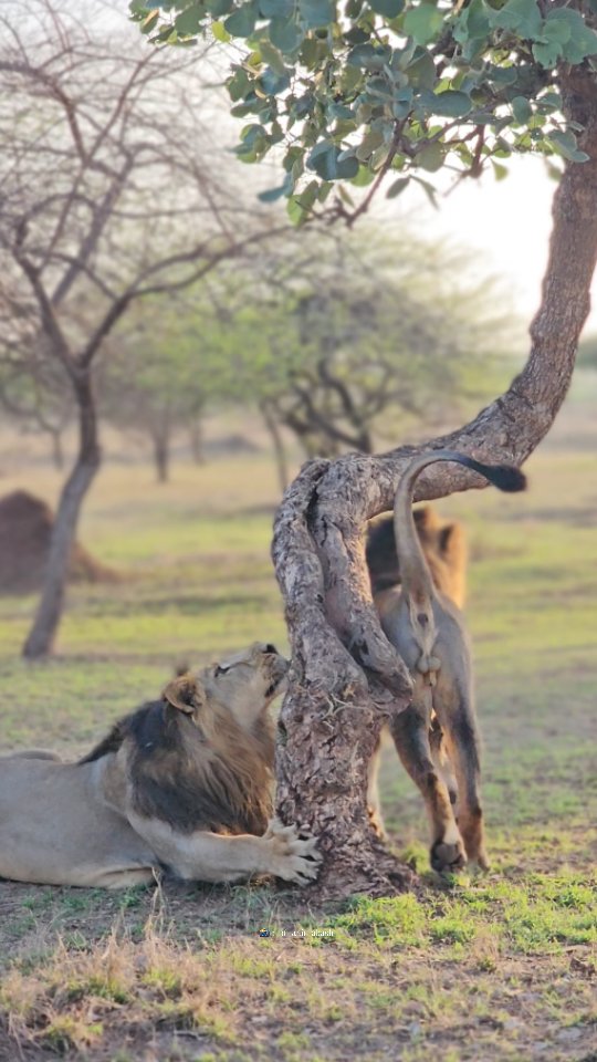 Instagram post by @gir_lions_lover for National Geographic Travel. Caption reads: THE GAME IS ON WHEN TWO AMBITIOUS BROTHERS PURSUE....