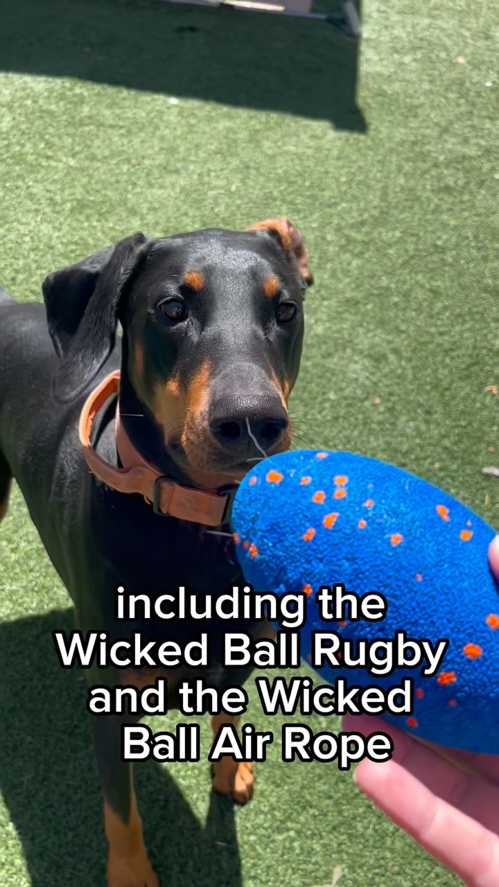 Instagram post by @the.dog.rufferee for Cheerble. Caption reads: Trooper’s latest obsession just dropped! Use code....