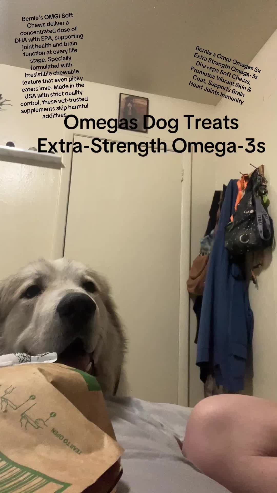 TikTok post by @bear.the.greatpyrenees for Bernie's Best. Caption reads: Omegas Dog Treats Extra-Strength Omega-3s!....