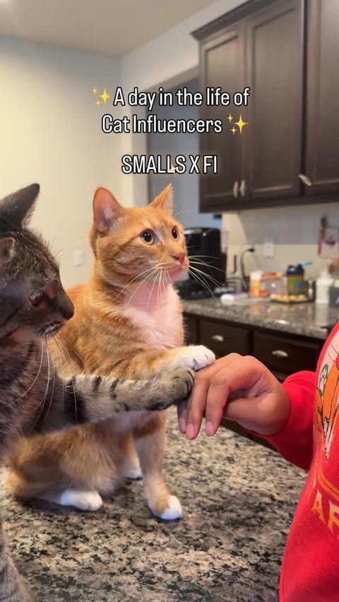 Instagram post by @bacpackseven for Smalls. Caption reads: [...] cat collab between @tryfi Fi Mini and....