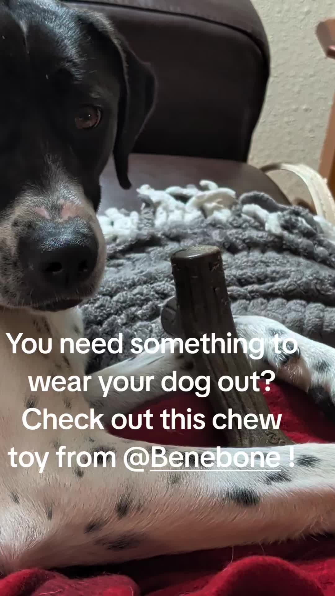 TikTok post by @freyaandhermom for Benebone. Caption reads: @Benebone thank you for making such awesome chews....