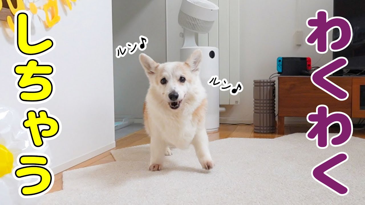 YouTube post by @corgi_noel_mona for Doggy Box. Caption reads: Since becoming a senior, there are fewer things....