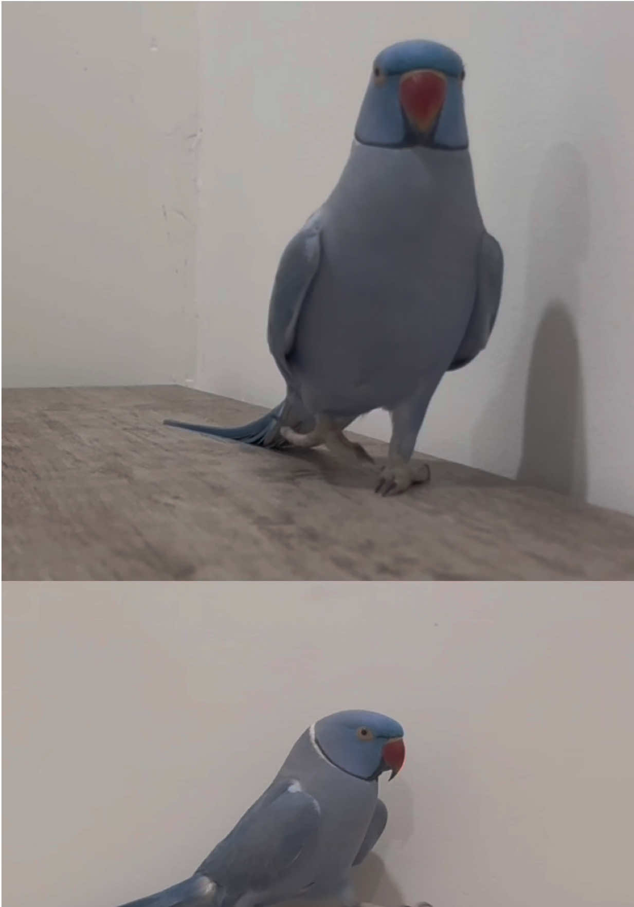 TikTok post by @thebluerio for PopSockets. Caption reads: Rio loves his new Kick-Out Grip by @PopSockets 💙....