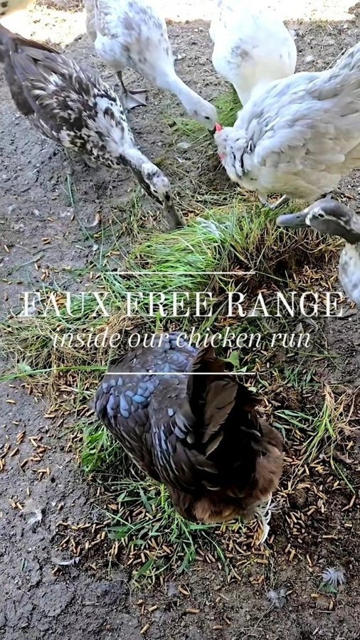 Instagram post by @fresheggsdaily for Grubbly Farms. Caption reads: [...] of weed and grass and plenty of....