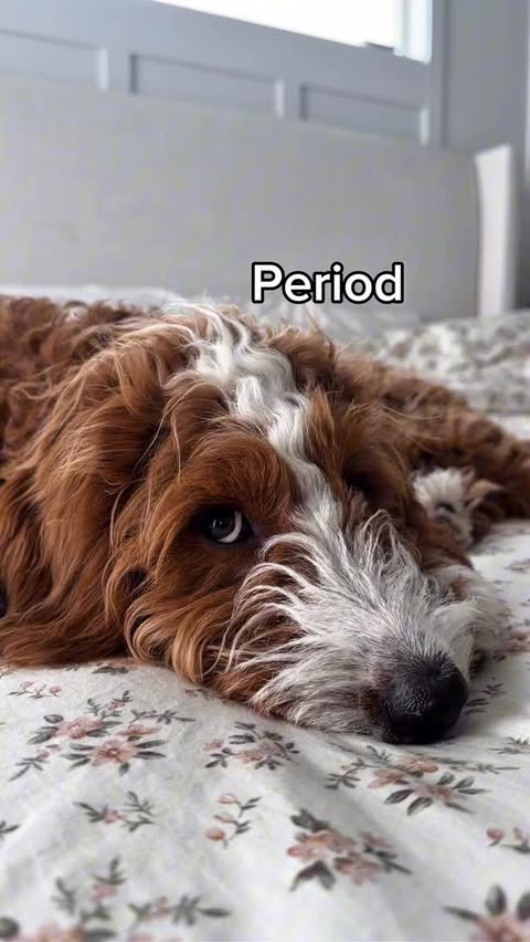 Instagram post by @girlandadoodle for Chewy. Caption reads: [...] learned early on that ordering meds from....