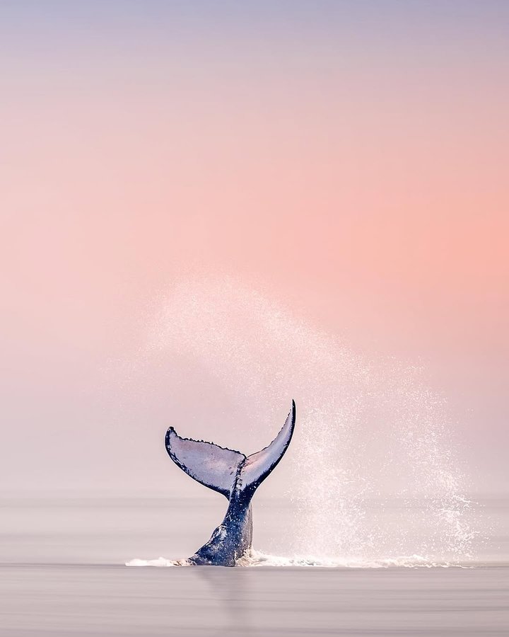 Instagram post by @valentinpacaut for Discover Earth. Caption reads: Witnessing humpback whales on their epic migration....