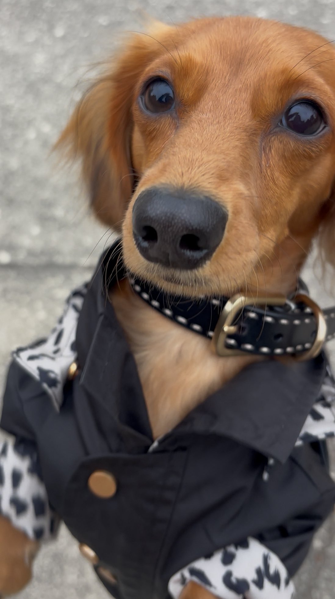 Instagram post by @minidoxflan for Furb. Caption reads: what do you think of my fit? 🛍️: @furb.co....