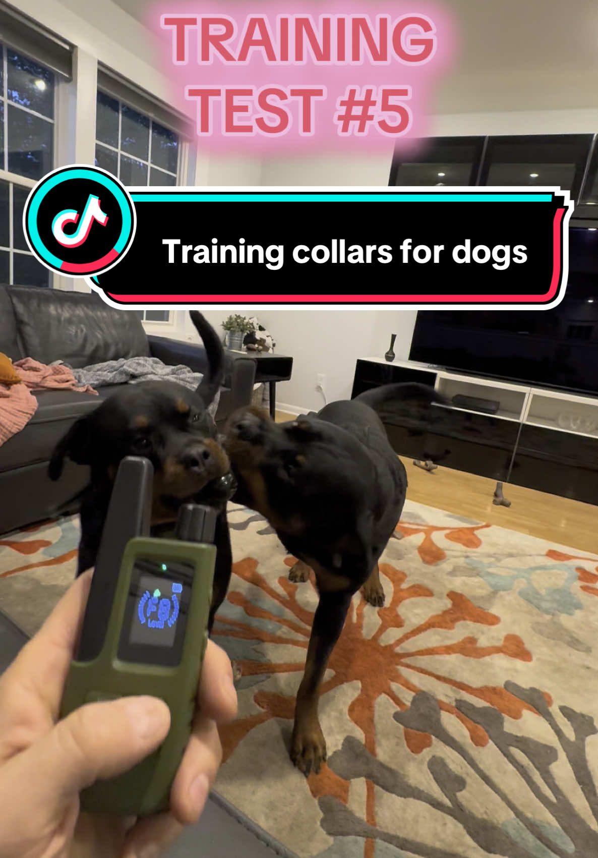TikTok post by @mikeandthemonsters for Jugbow. Caption reads: Struggling with dog training? The Jugbow Dog....
