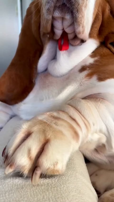 Instagram post by @chuck_thebasset for PetSmart. Caption reads: Gussy is wishing you a jazzy little Christmas....