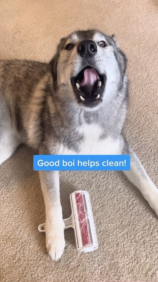 Instagram post by @sassyhuskies for Delomo. Caption reads: [...] about their fluff all the time, @delomopet....