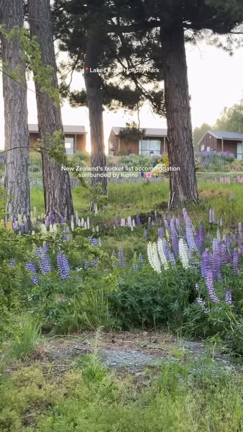 Instagram post by @lilia.alexander for Jetstar NZ. Caption reads: You need to stay here if you love lupins! 🪻😍....