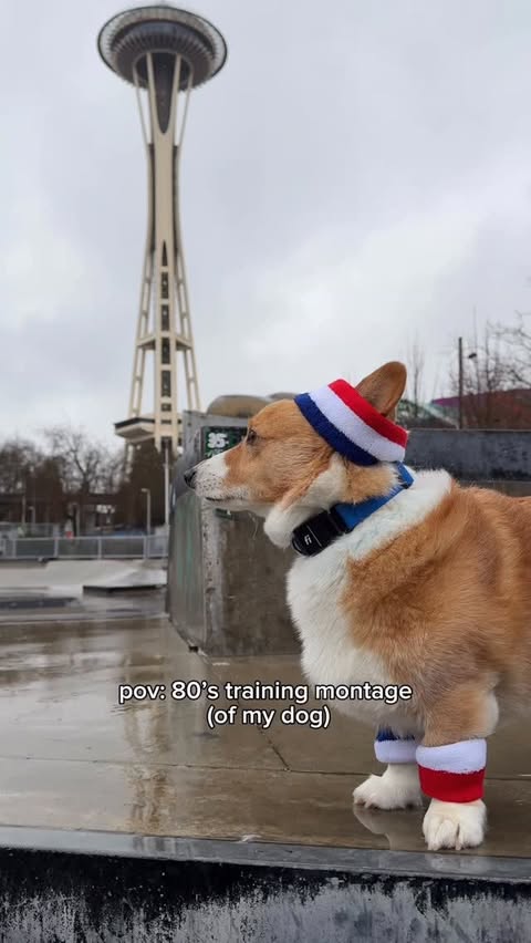 Instagram post by @thecorgistory for The Farmer's Dog. Caption reads: [...] ever.. Sign up for your first box of....