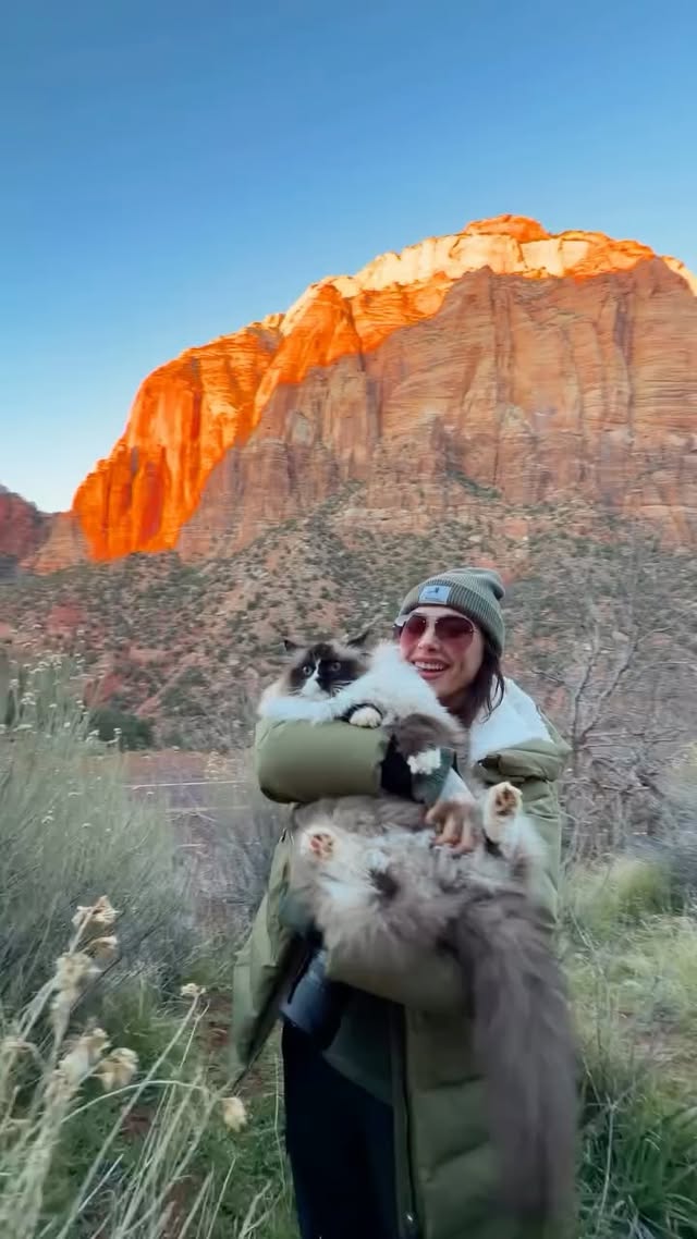 Instagram post by @floofygoose for Wellness Pet Food. Caption reads: [...] WHIMZEES Cat Dental Treats by....