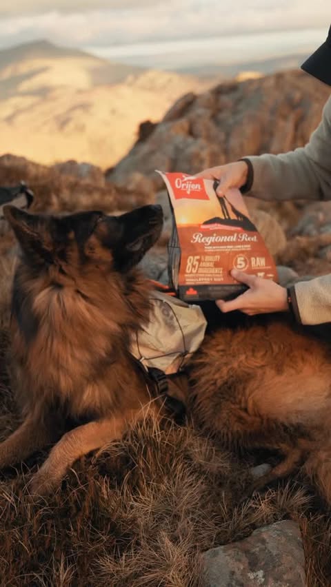 Instagram post by @daytonaenmarch for ORIJEN Petfoods. Caption reads: AD Upping the levels with a reward at the end.....
