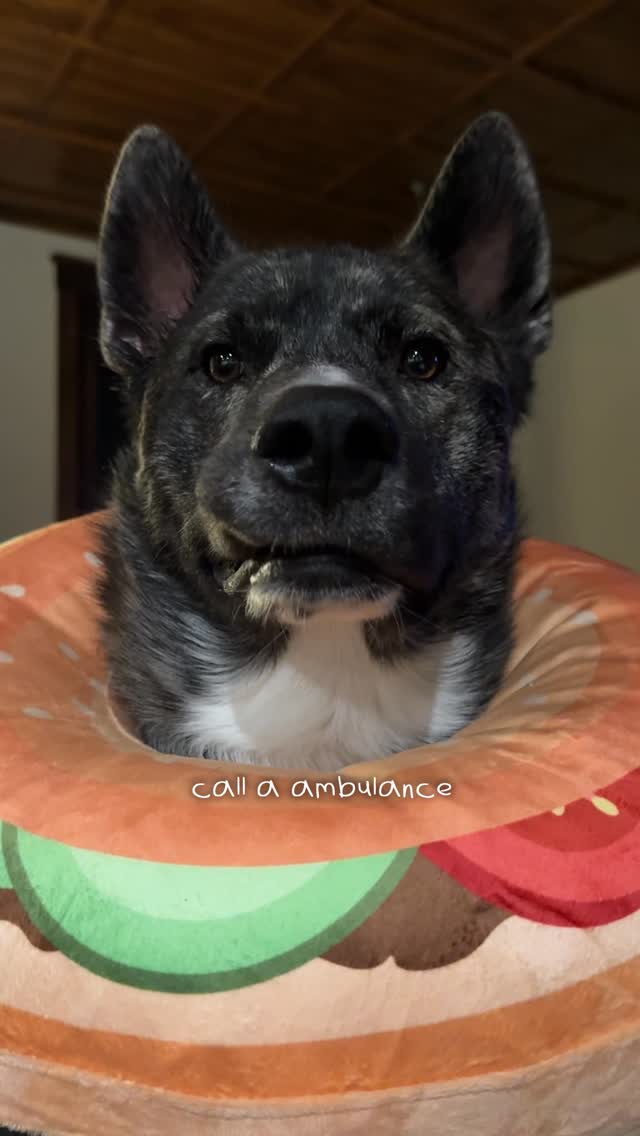 Instagram post by @sookieandivy for Ollie. Caption reads: Nurse Sookie knows just what Enzo needs while....