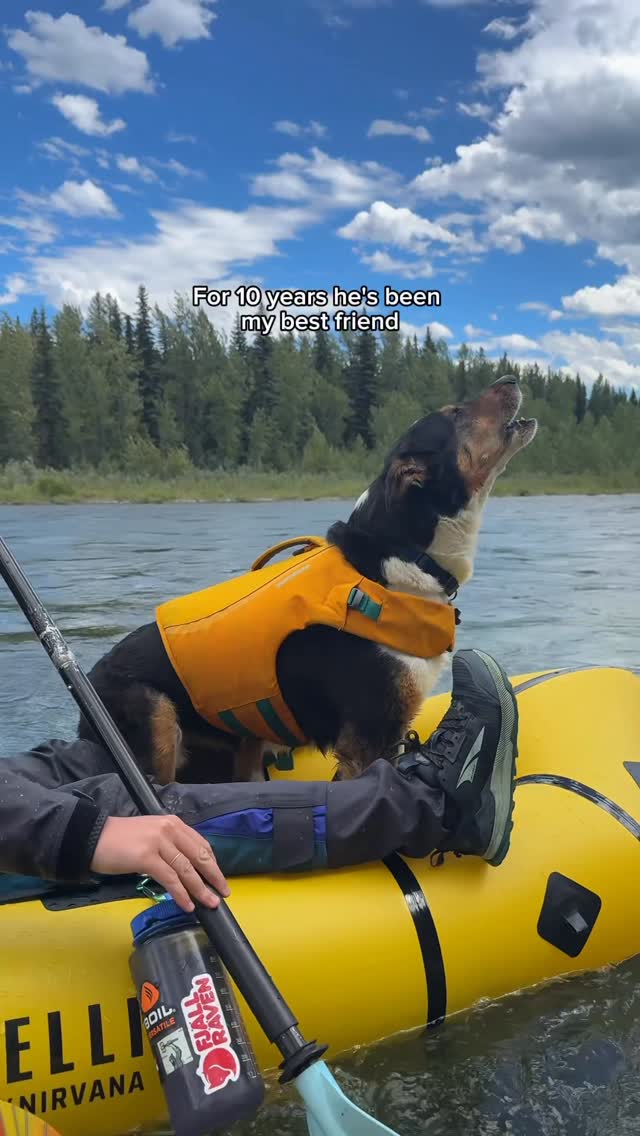 Instagram post by @madisonclysdalee for ORIJEN Petfoods. Caption reads: Cheers to 10 more years with Mr. Kyro. He has been....