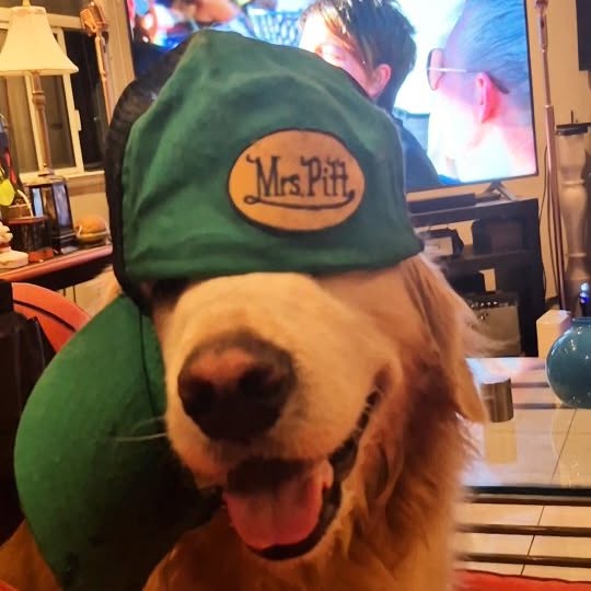 Instagram post by @shaggythegoldenone for Amazon Pets. Caption reads: 💙 I destroyed Papa's hat but it might still be....