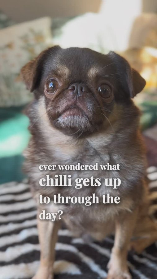 Instagram post by @kingchillithepug for Siipet. Caption reads: [...] friend gets up to all day? 

With the SiiPet....