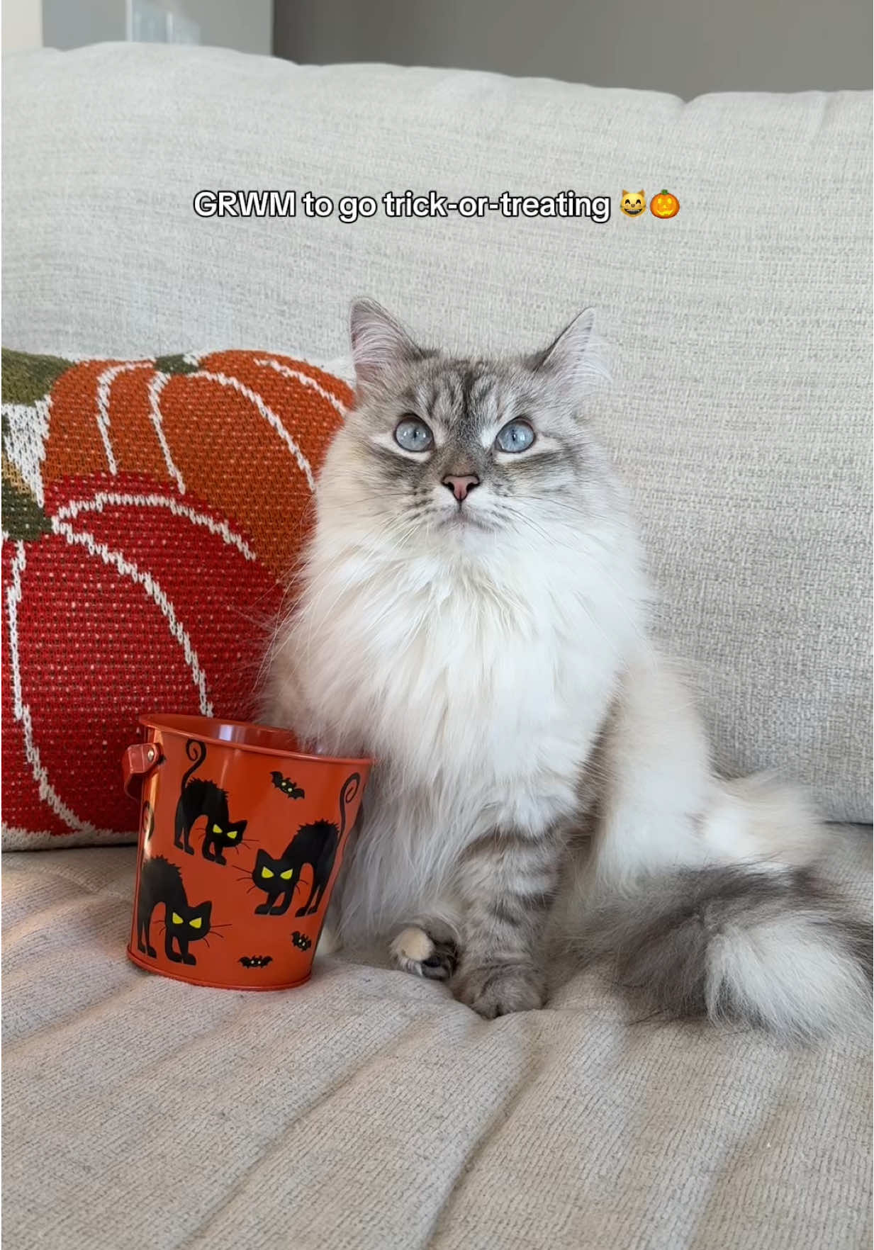 TikTok post by @freyathesiberian for Wellness Pet Food. Caption reads: [...] 🎃 That’s why mom gives me the new @Wellness....