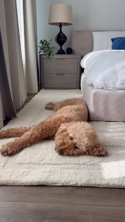 Instagram post by @its.baileytime for Revival. Caption reads: We love these rugs so much that we ended up with....