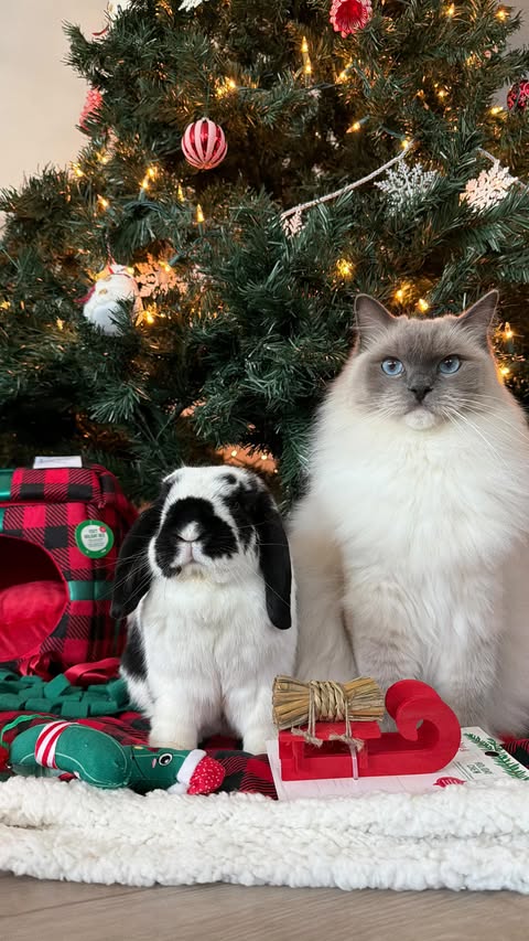 Instagram post by @thelexibunch for Zesty Paws. Caption reads: Brought to you by a certified pet obsessed person....