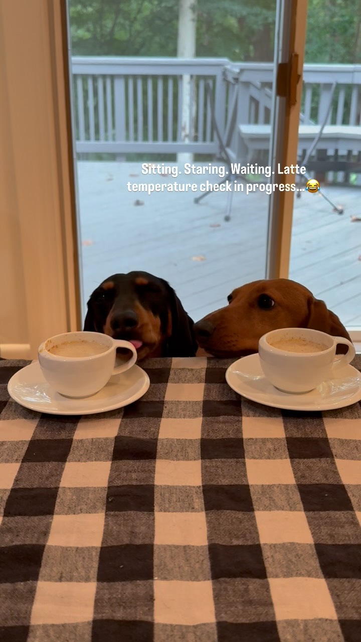 Instagram post by @mellow_maple.minidachshund for The Honest Kitchen. Caption reads: You’re craving a pumpkin spice latte… and so is....