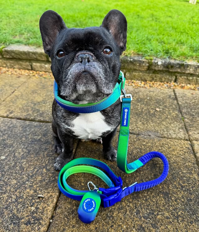 Instagram post by @louie_toes_frenchie for Spark Paws. Caption reads: [...] & Poop Bag Holder Set - Lime Wave from....