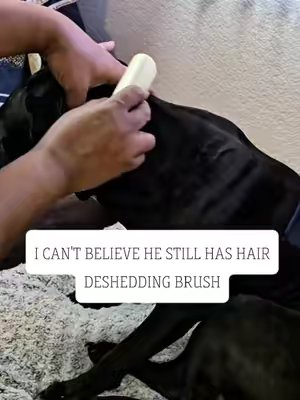TikTok post by @chefshonjay for SleekEZ. Caption reads: [...] Brush for Dogs & Cats and More... @SleekEZ....