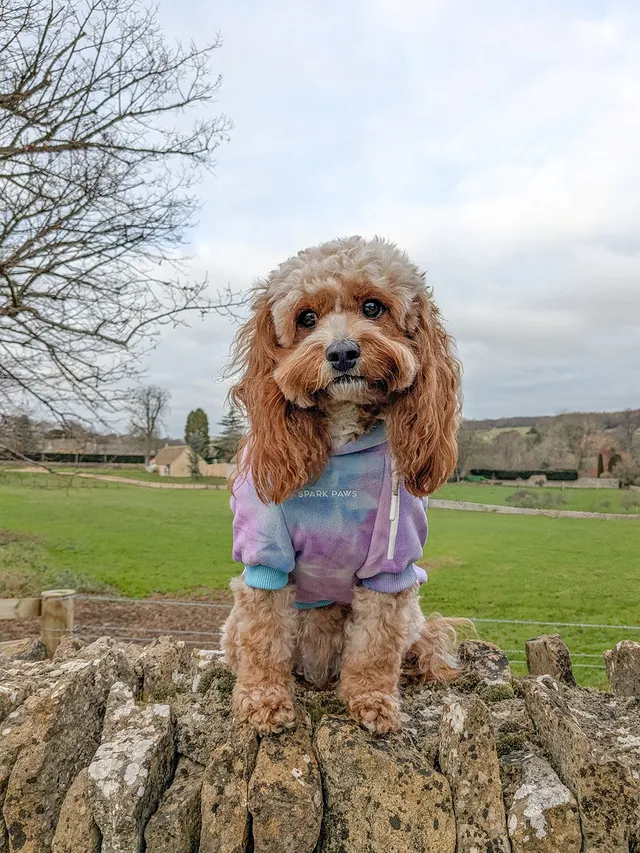 Instagram post by @penny.the.teddy for Spark Paws. Caption reads: [...] walkies in my Retro hoodie from....