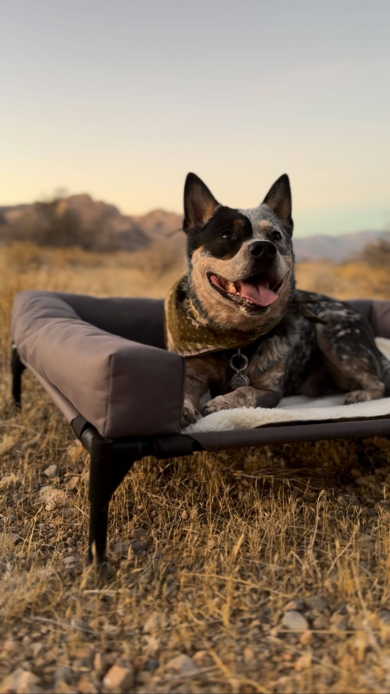 Instagram post by @apollointhewild for K&H Pet Products. Caption reads: Whether we’re road-tripping or camping off-grid,....