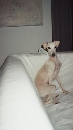 Instagram post by @sablewska for Farmina. Caption reads: Co odróżnia karmę @farminapolska od innych....