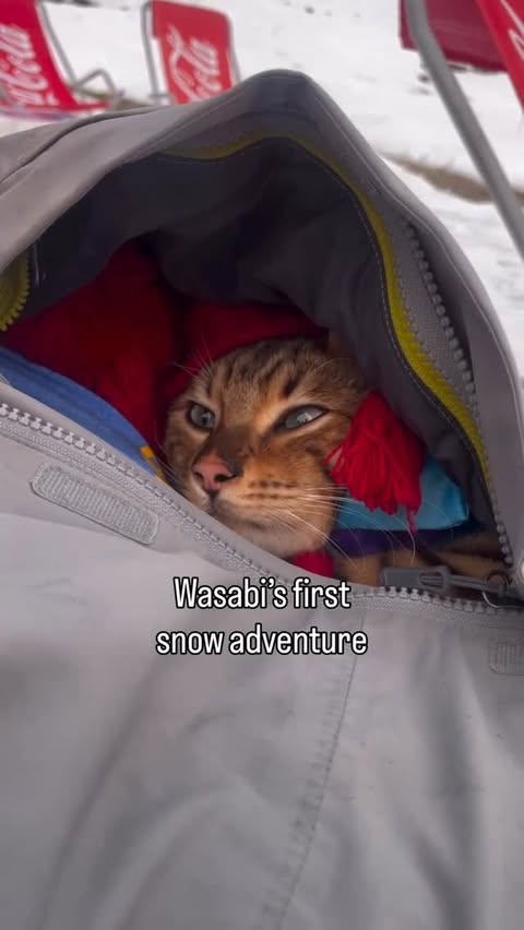 Instagram post by @sabi_teur for Petsfit. Caption reads: Throwback to wasabi’s first snow adventure in 2023.